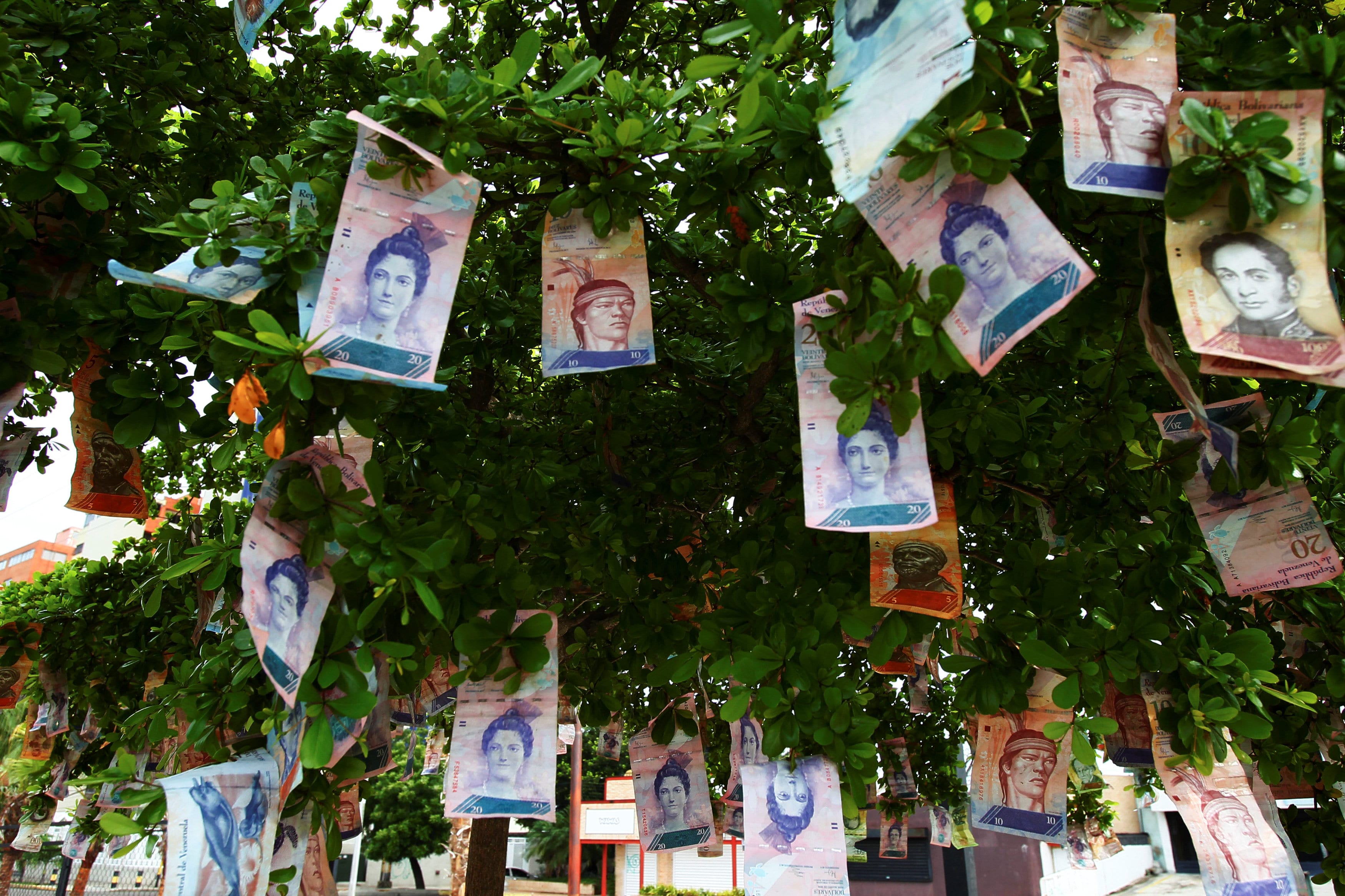 Image Bolivar notes hanging from a tree in Maracaibo, Venezuela November 11, 2017. [REUTERS/Isaac Urrutia]