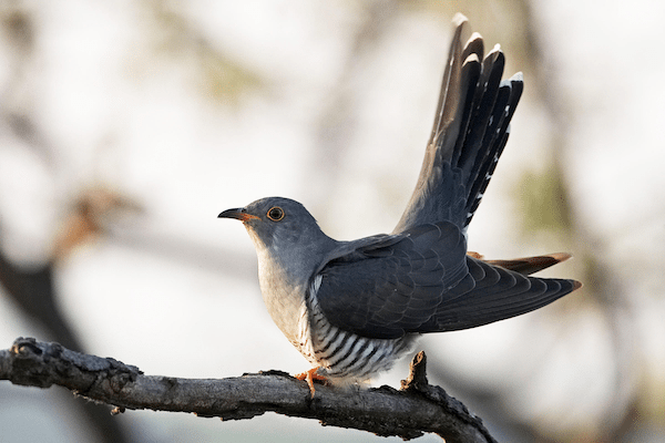 Image Biologists uncover a possible connection between three birds’ evolution