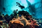 Image Combat Veterans, Scientists, Gamers work to save the world's dying coral reefs [Lima Charlie News]