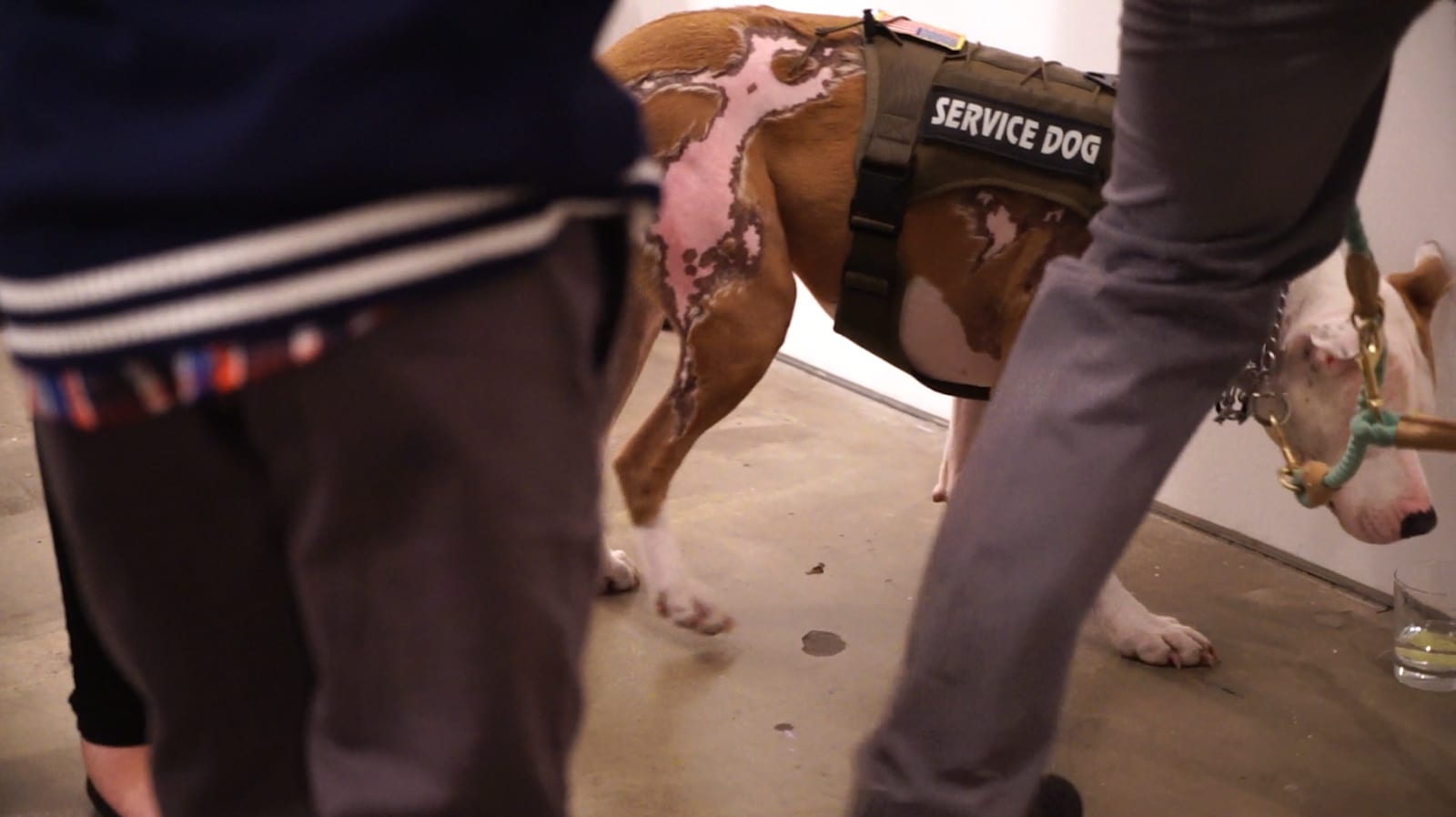 Image [A service dog moves in for a well deserved glass of wine. "Depicting the Invisible", November 9, 2018][Photo: Diego Lynch]