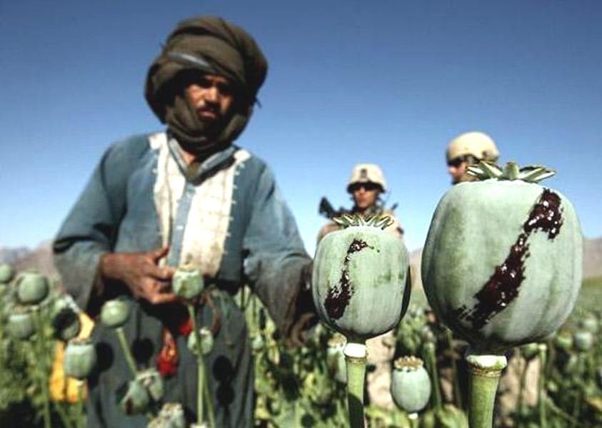 image [An Afghan man harvests opium in a poppy field while US soldiers look on in a village in Golestan district, Farah province, Afghanistan (Caption: The Telegraph; Photo: Reuters)]