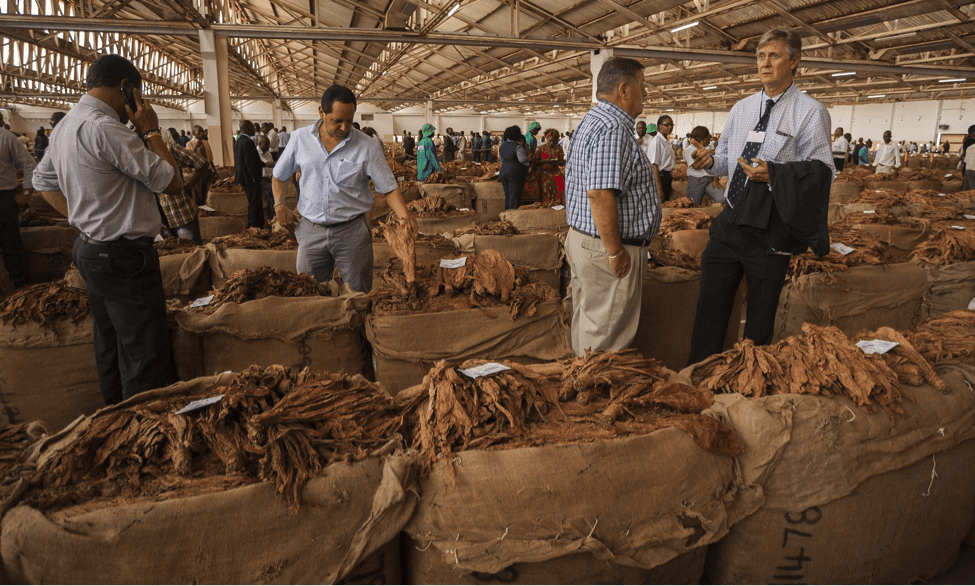 Buyers at a tobacco auction in Lilongwe, Malawi’s capital. (Amos Gumulira)